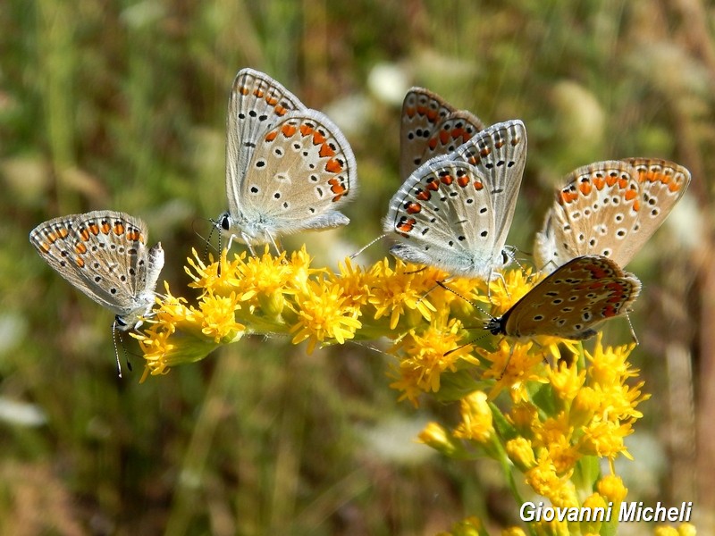 Polyommatus icarus  forever